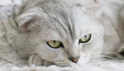 世界杯直播app官方下载安装中心-沈阳“战书”，收到回应了！